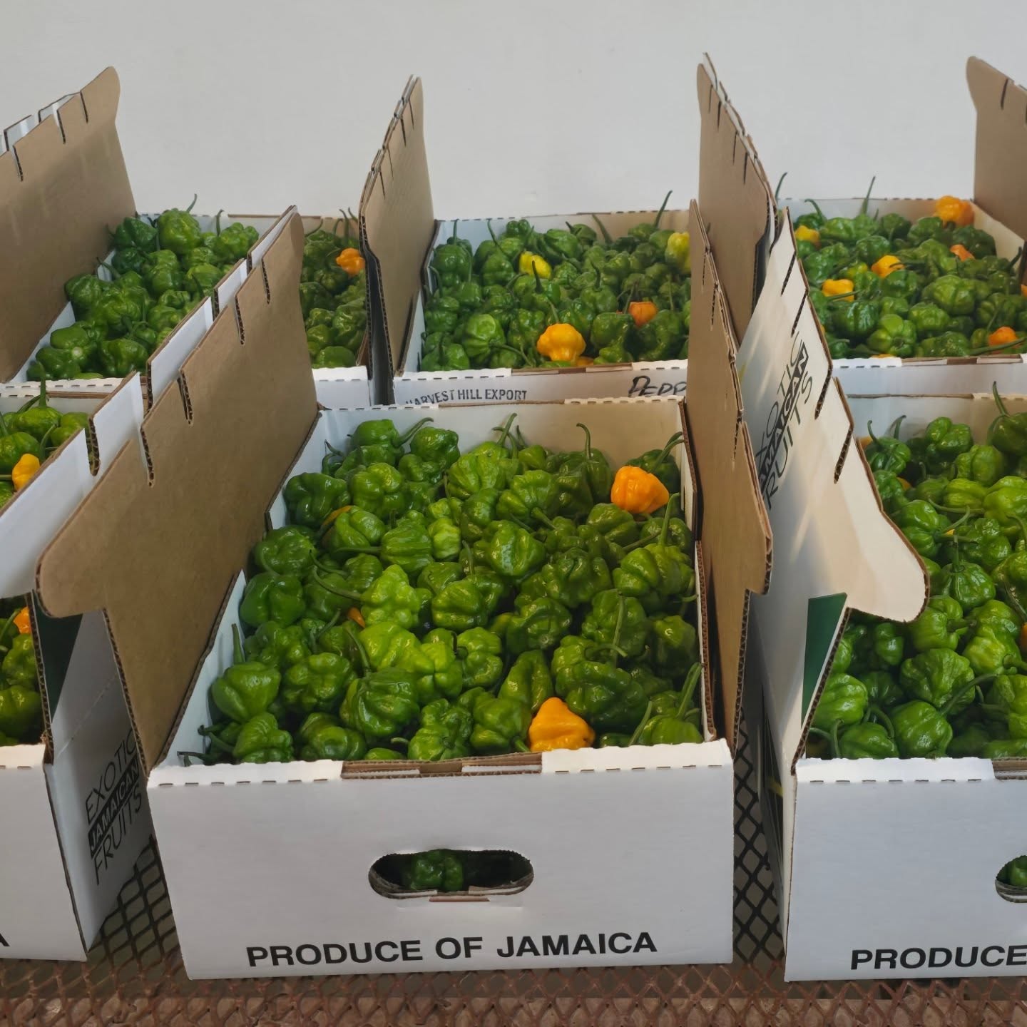 Packed boxes of Scotch Bonnet peppers ready for distribution