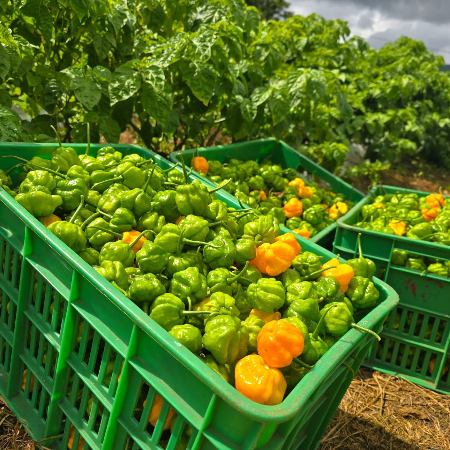 Harvest crates filled with Scotch Bonnet peppers at an AgriPro&trade; field