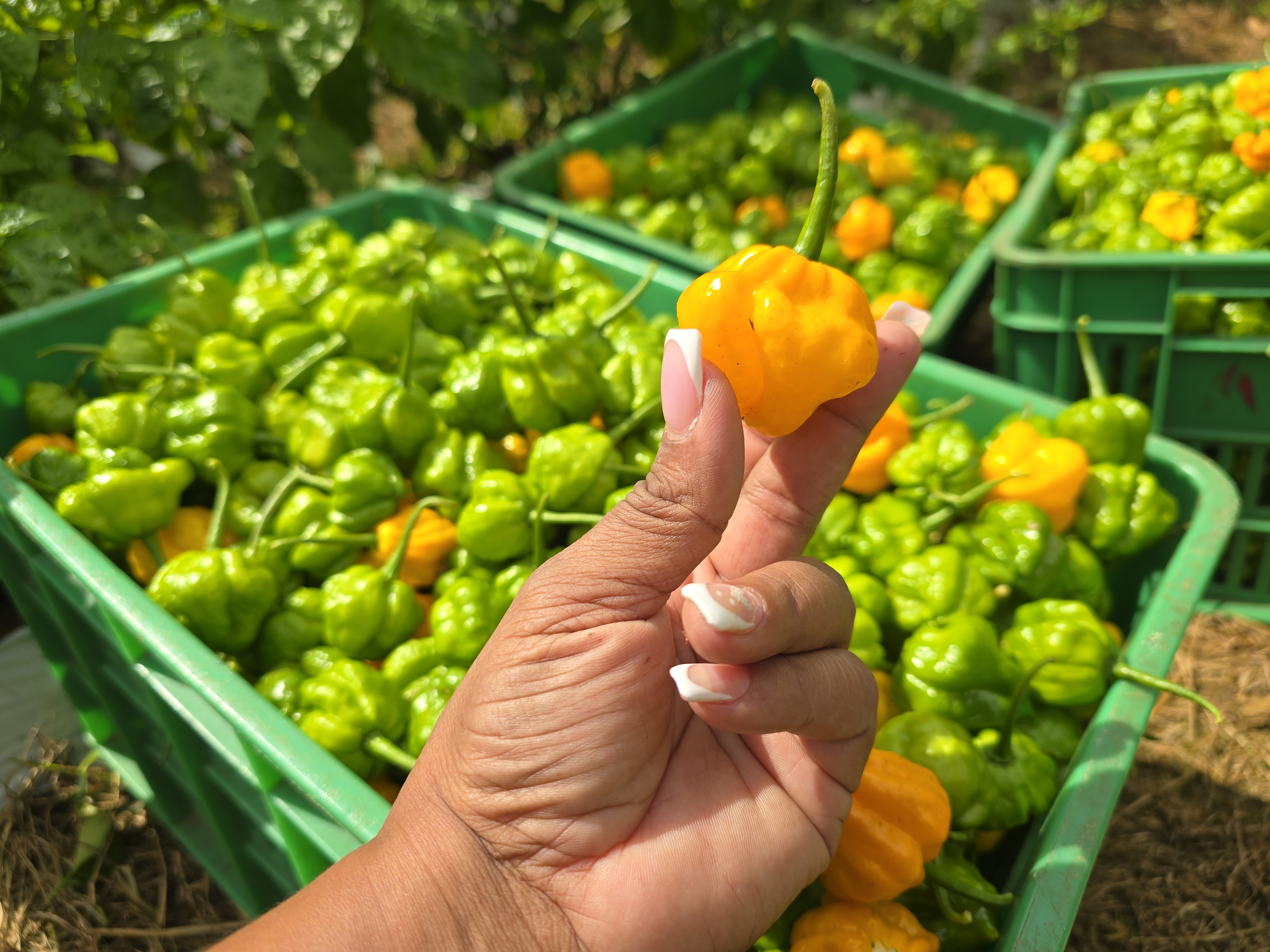 A ripe yellow Scotch Bonnet pepper held above harvest crates