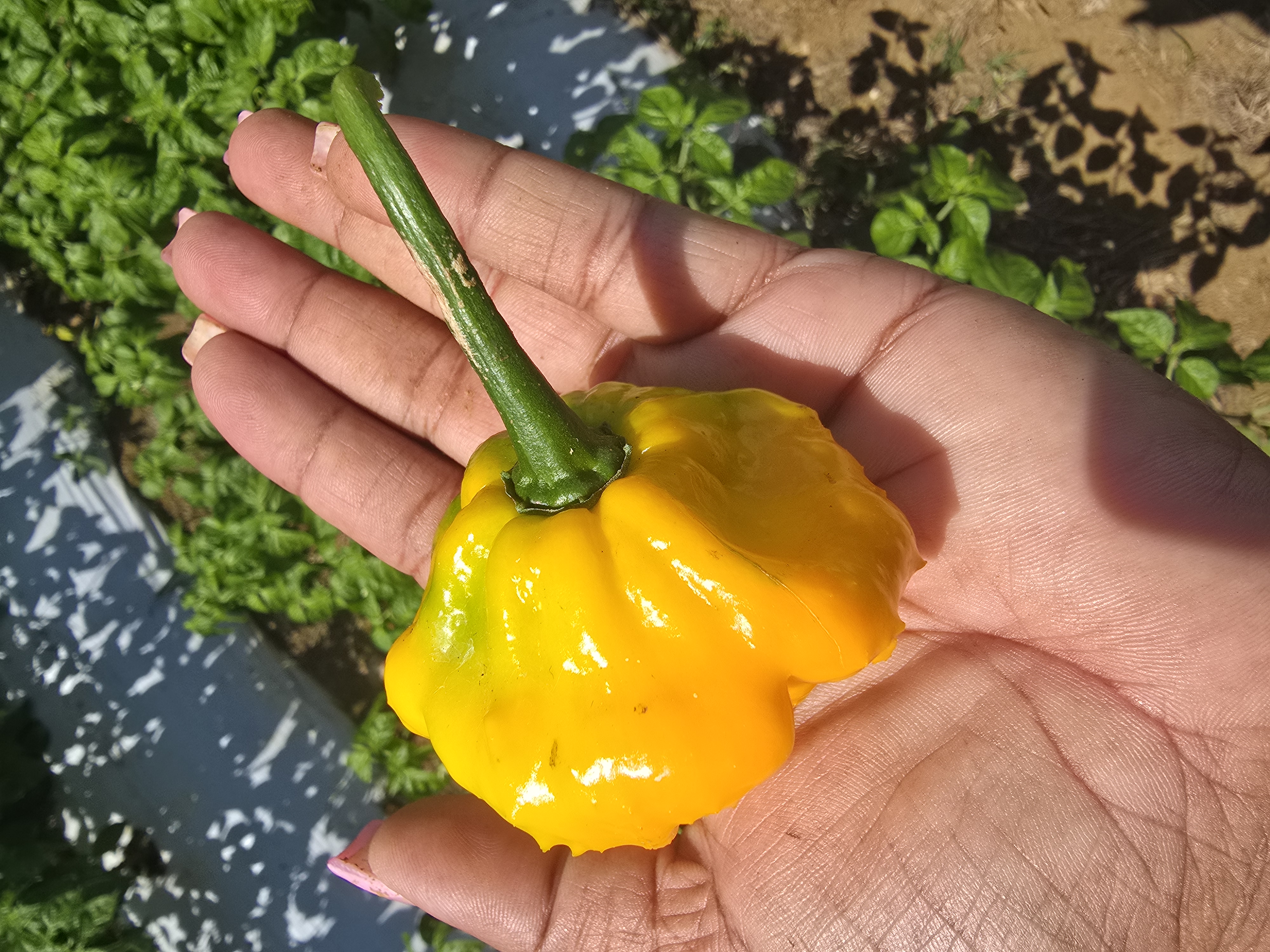 A ripe yellow Scotch Bonnet pepper resting in a hand at the farm